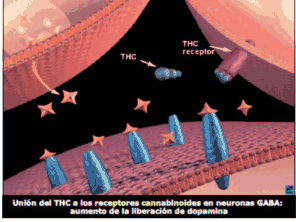 Figura del texto oficial (pág. 80)
